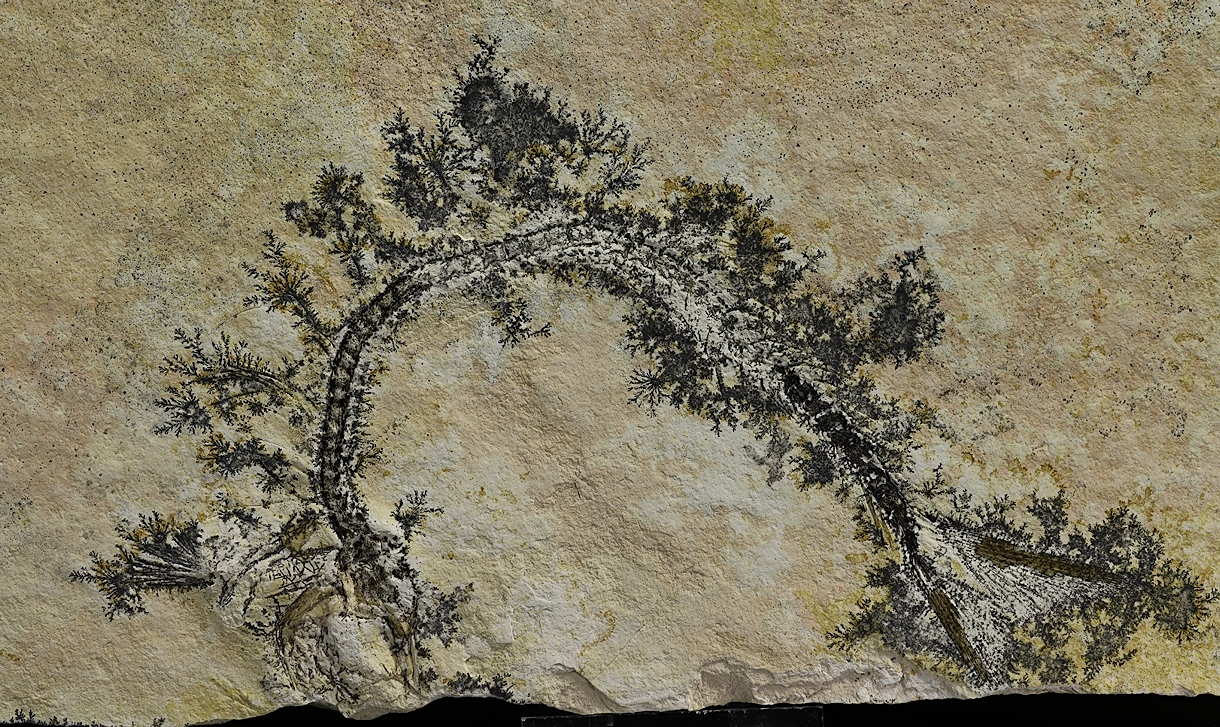 Manganese Oxides On Limestone With Fossil