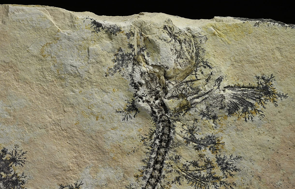 Manganese Oxides On Limestone With Fossil