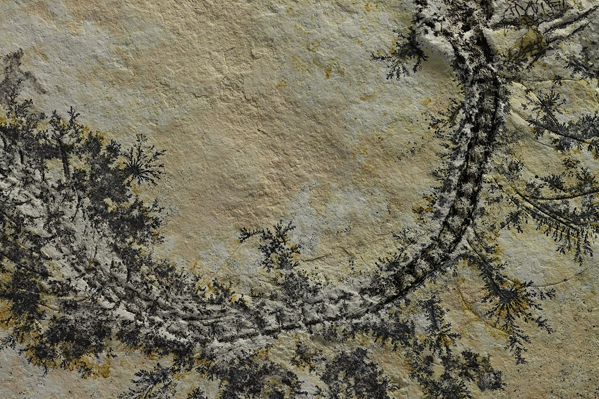 Manganese Oxides On Limestone With Fossil