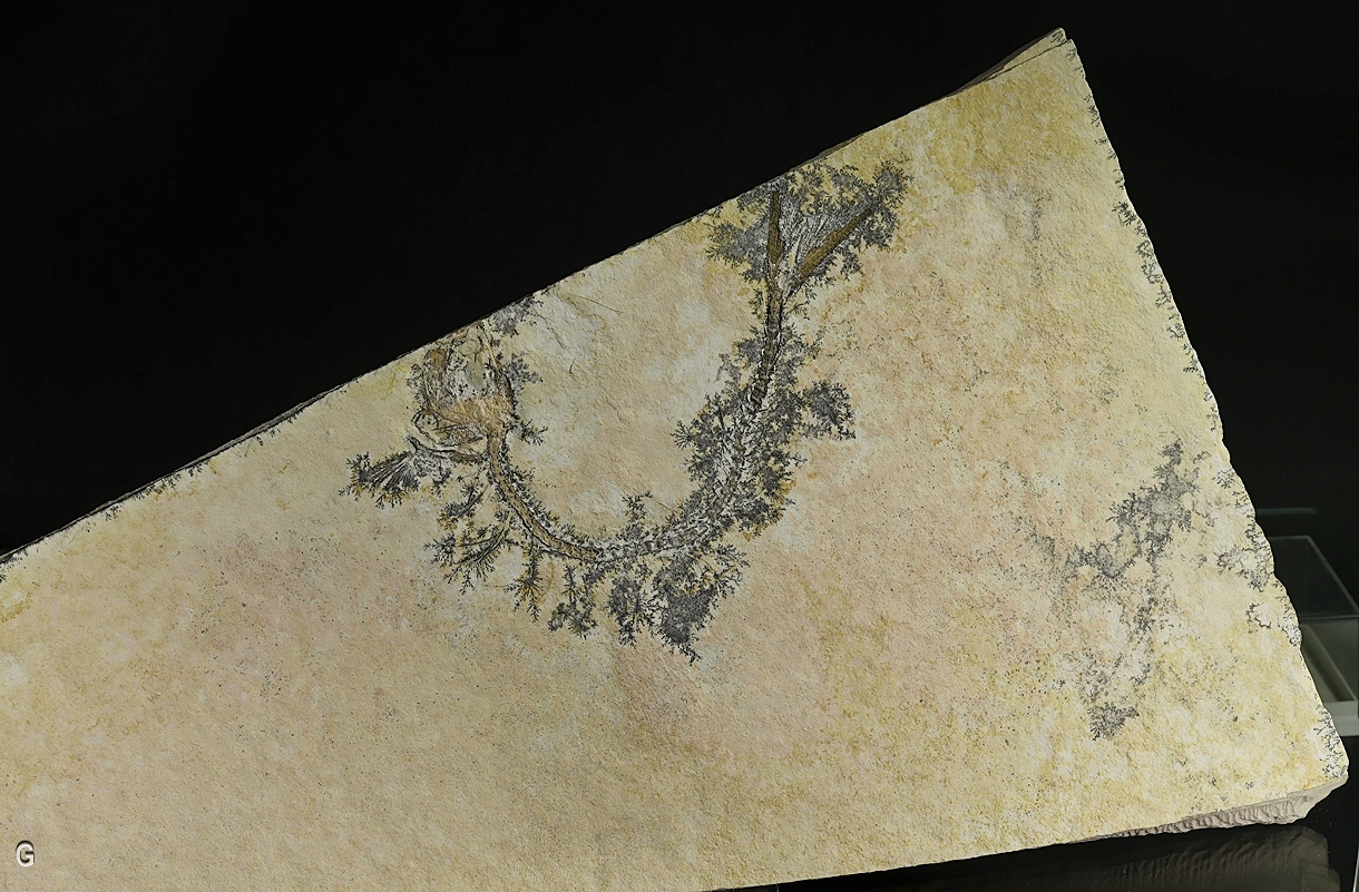 Manganese Oxides On Limestone With Fossil