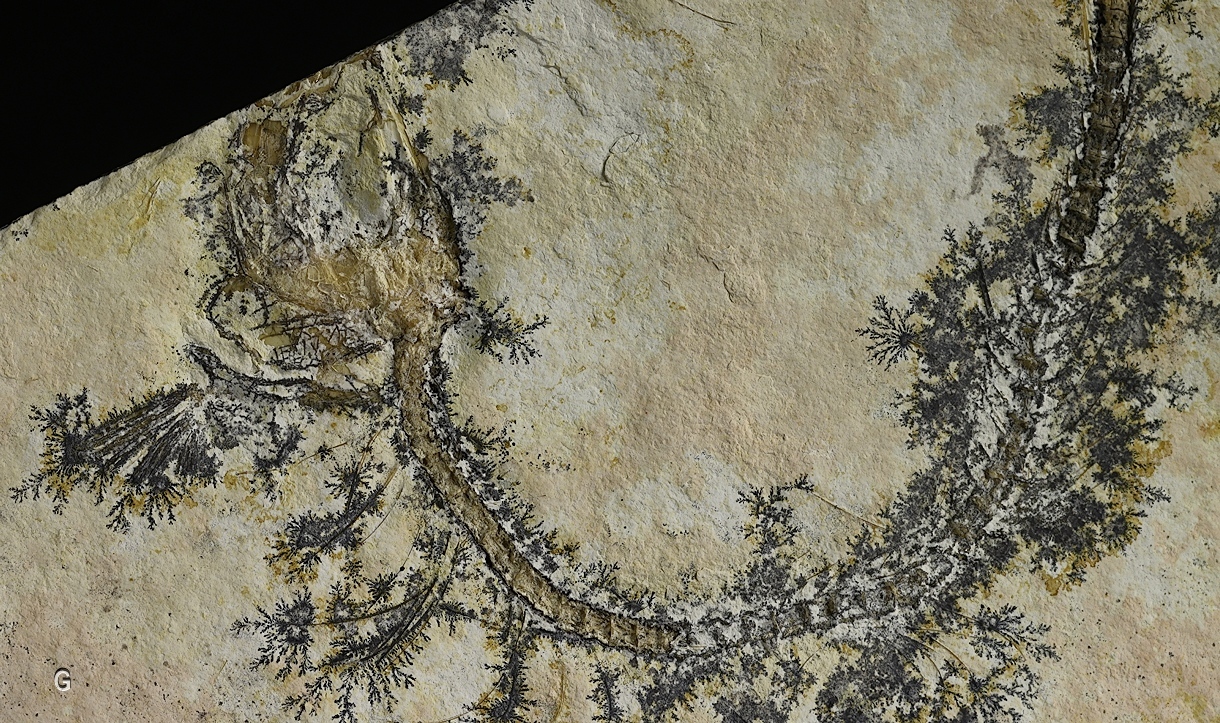 Manganese Oxides On Limestone With Fossil