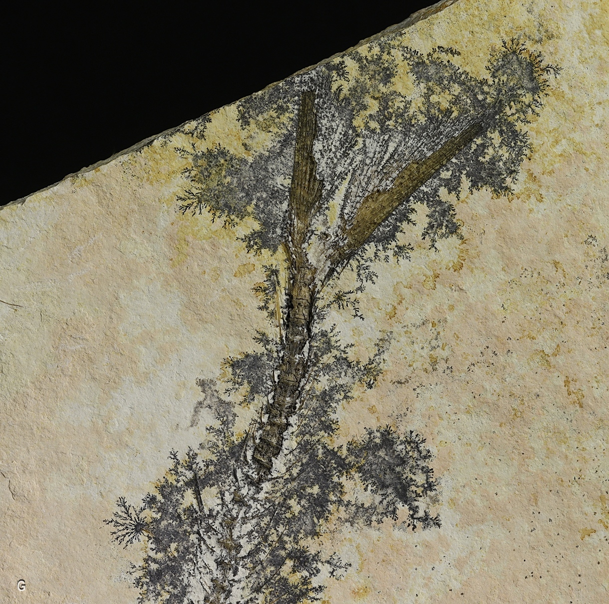 Manganese Oxides On Limestone With Fossil