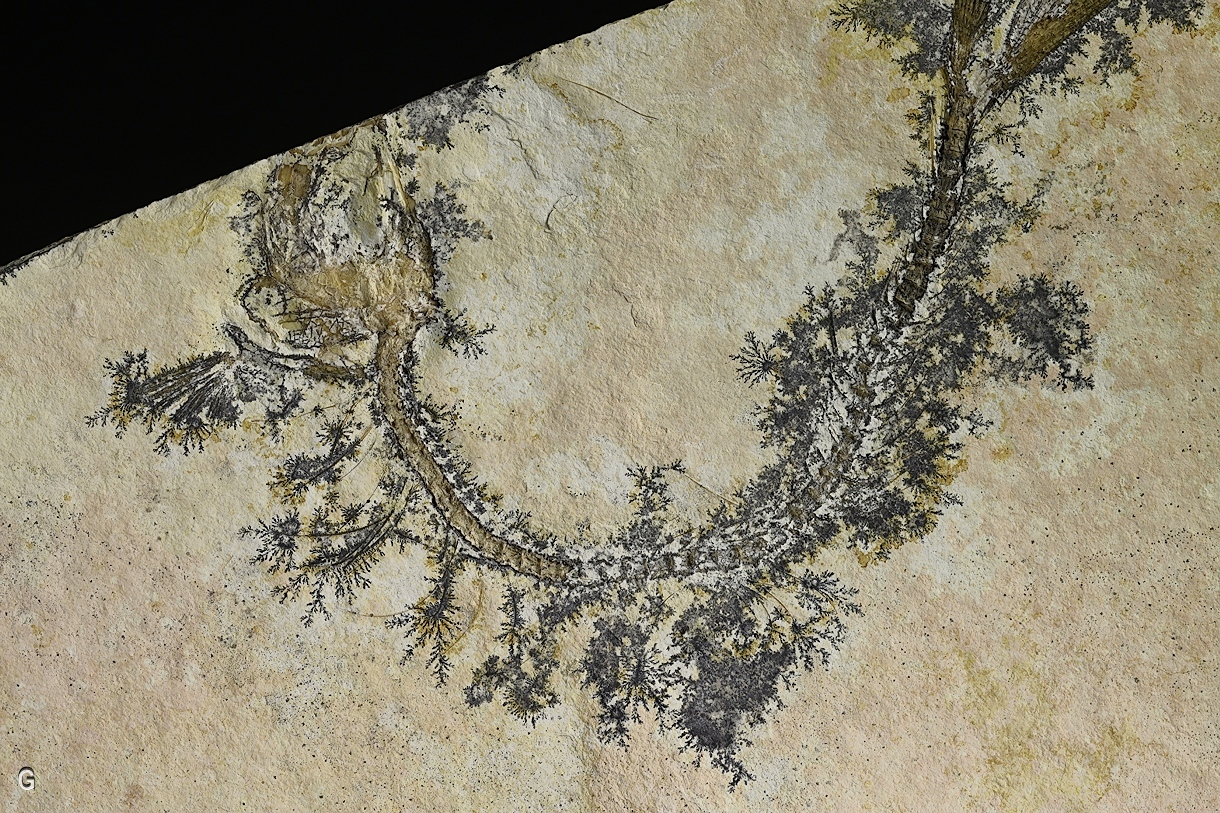 Manganese Oxides On Limestone With Fossil