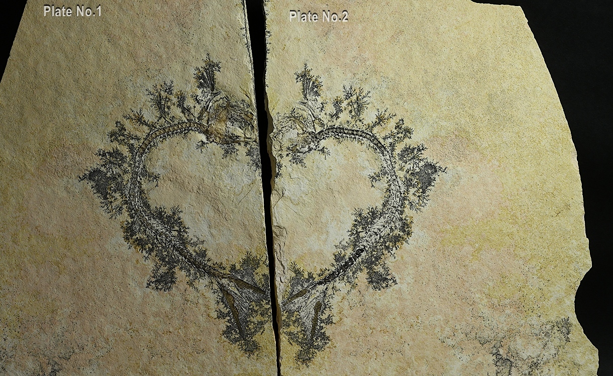 Manganese Oxides On Limestone With Fossil