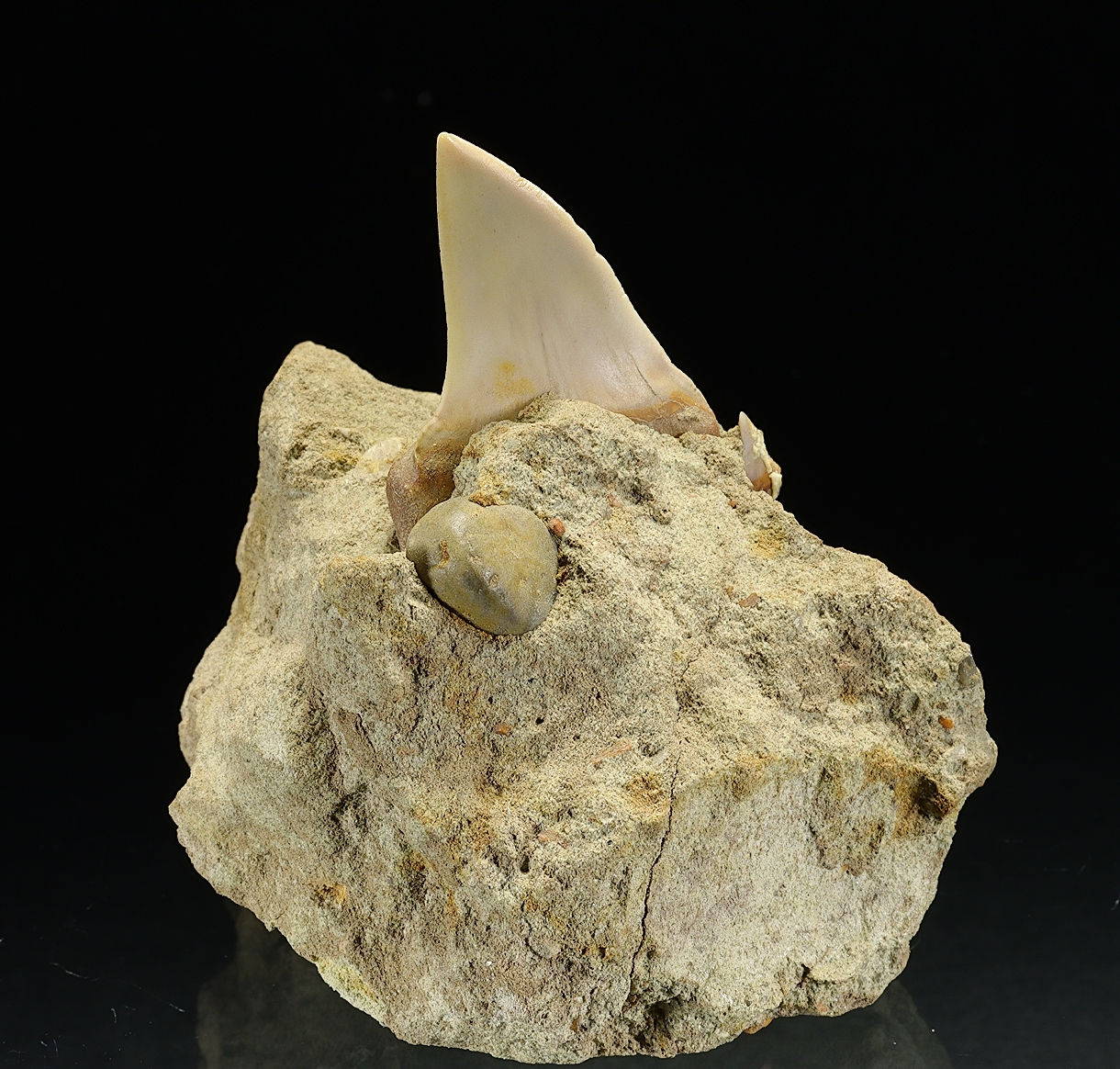 Fossil Tooth