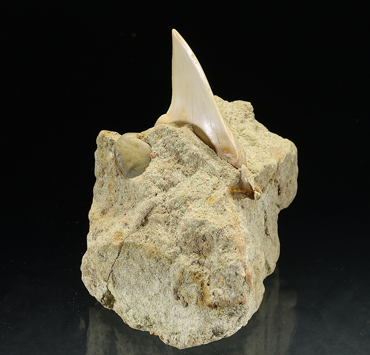 Fossil Tooth