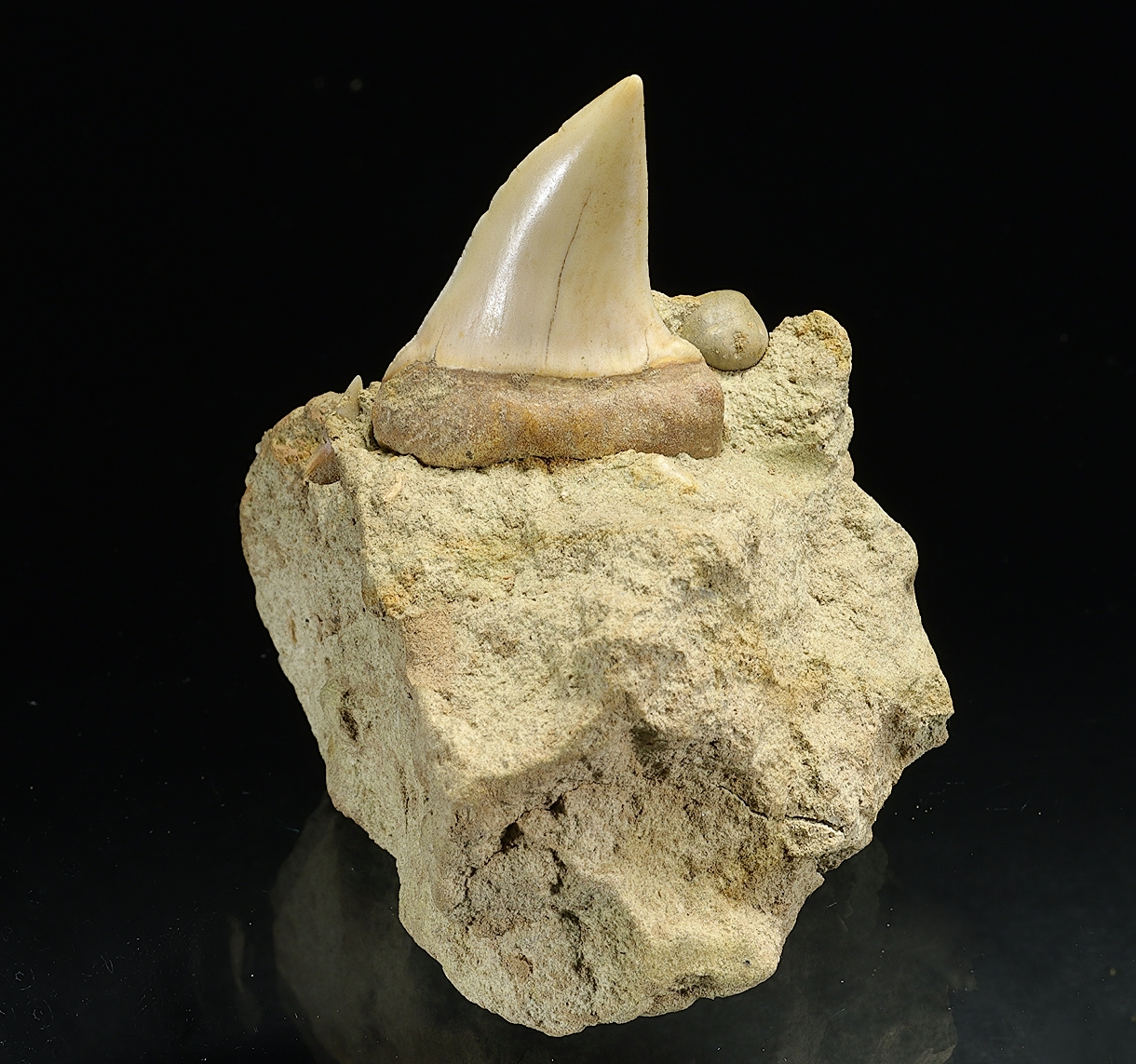 Fossil Tooth