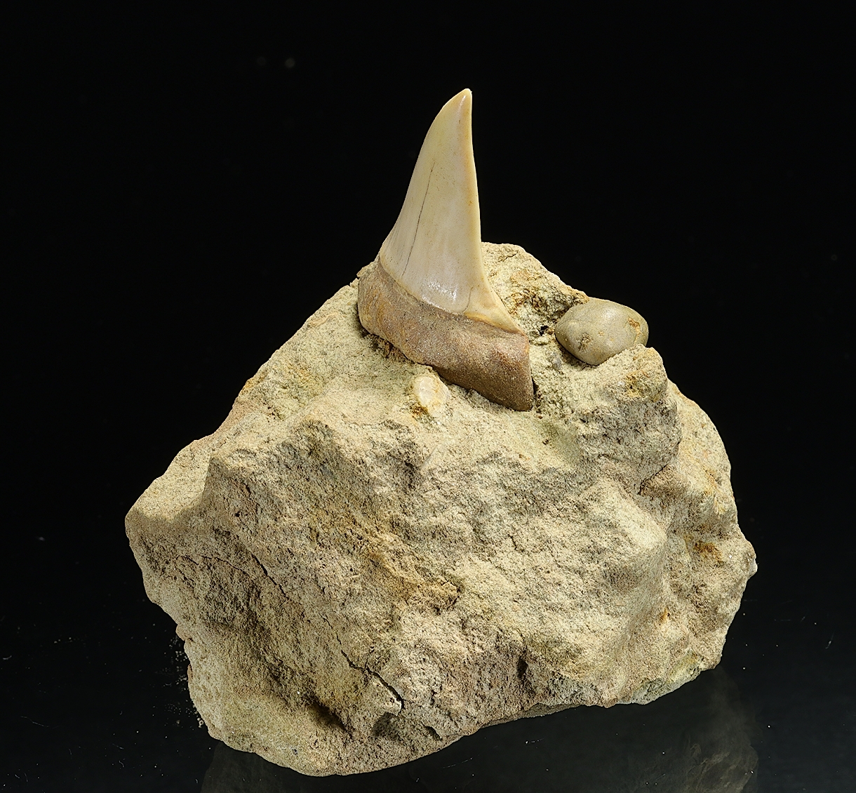 Fossil Tooth