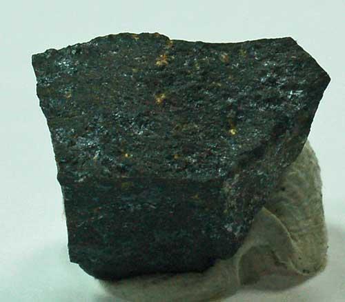 Scheuchzerite