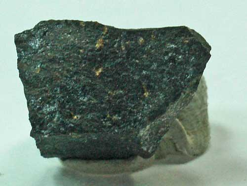 Scheuchzerite