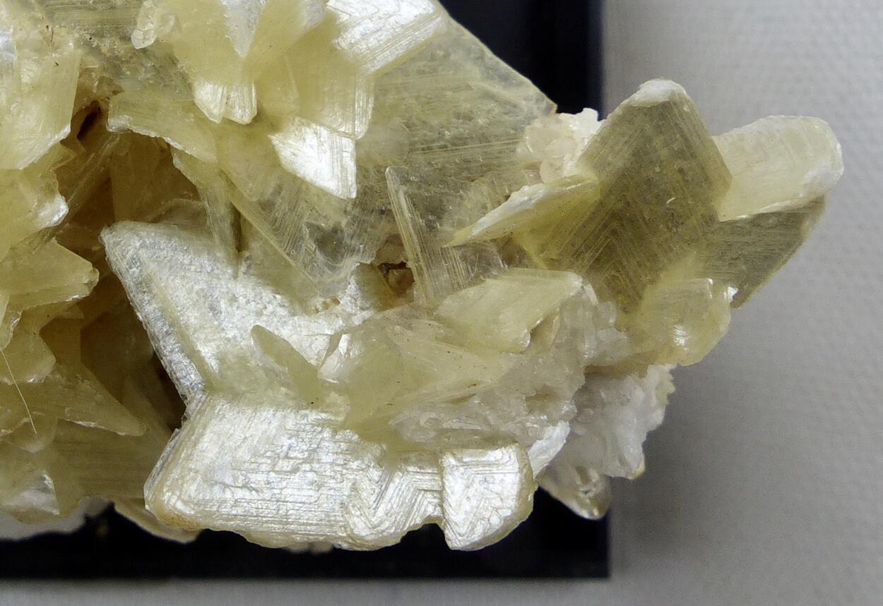 Muscovite