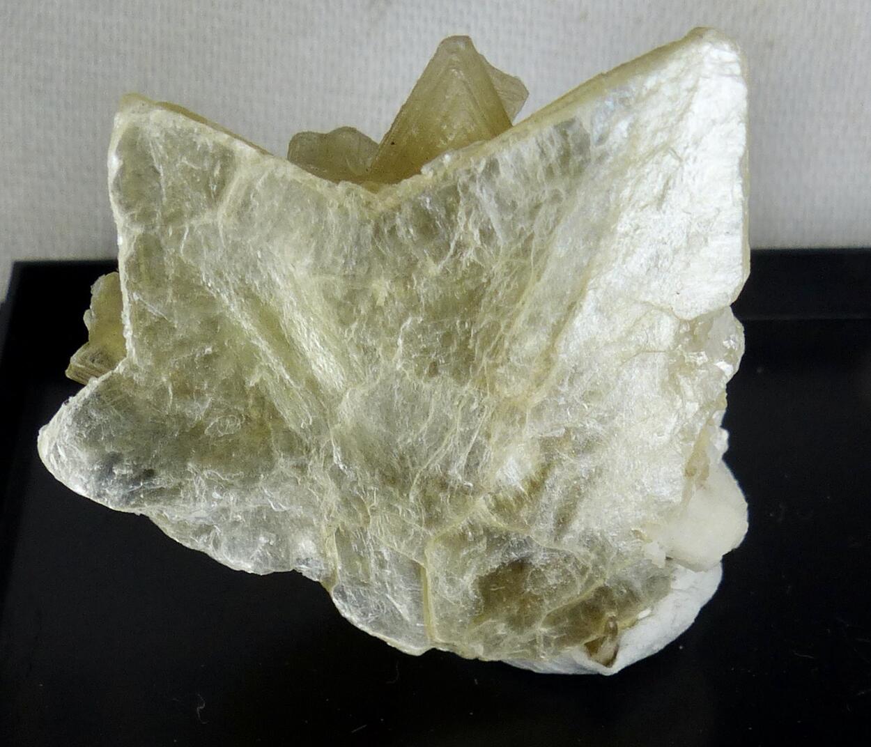 Muscovite