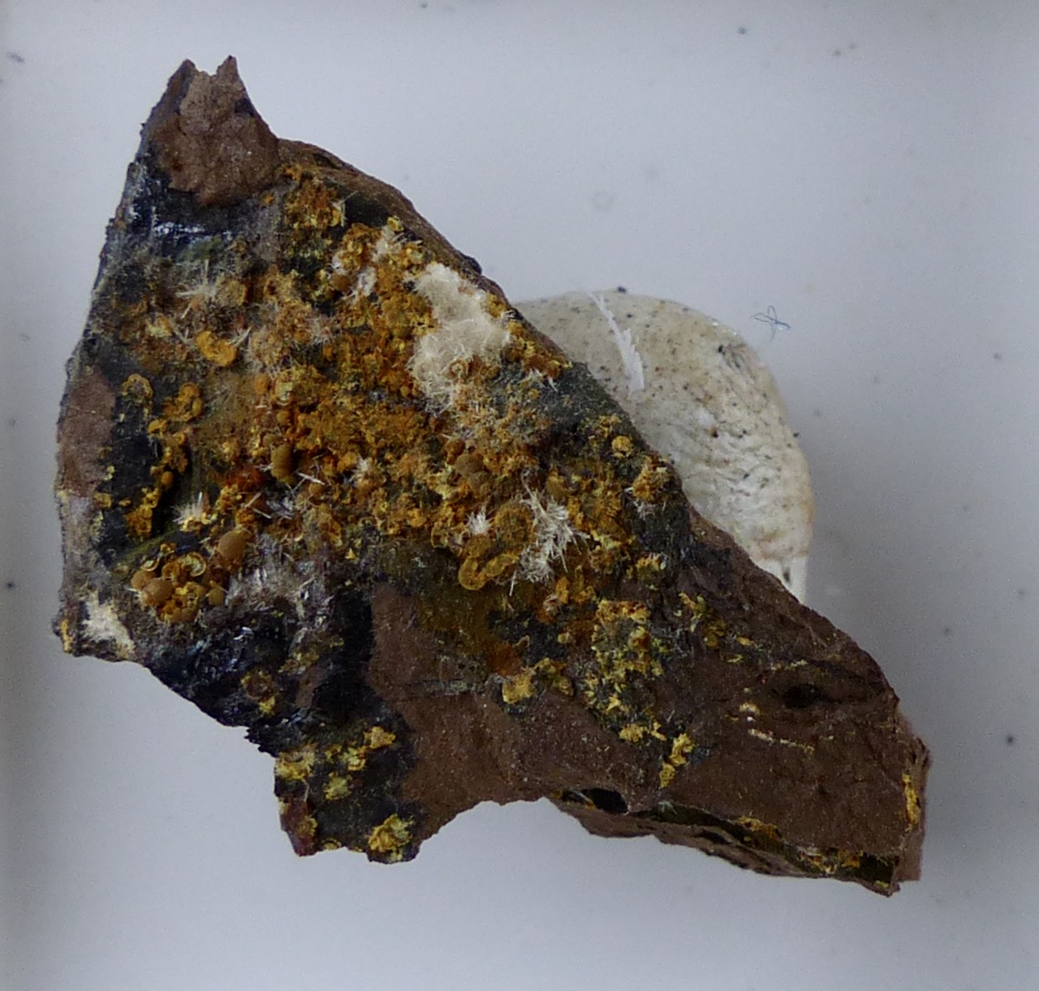 Cacoxenite & Wavellite