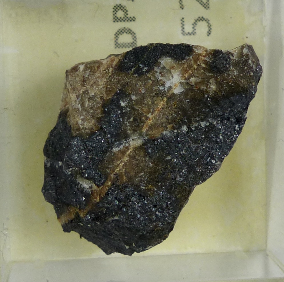 Scheuchzerite