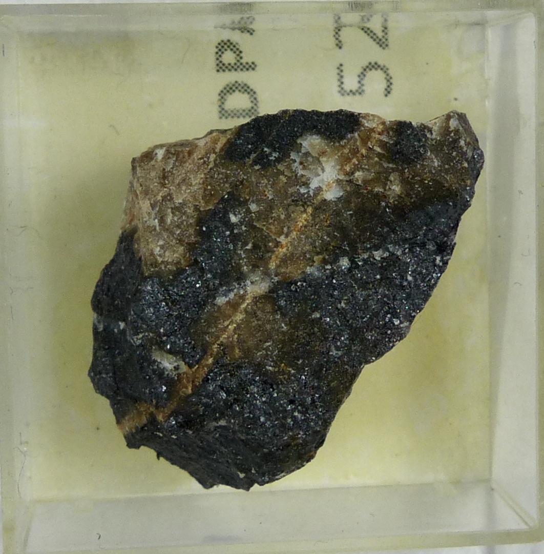 Scheuchzerite