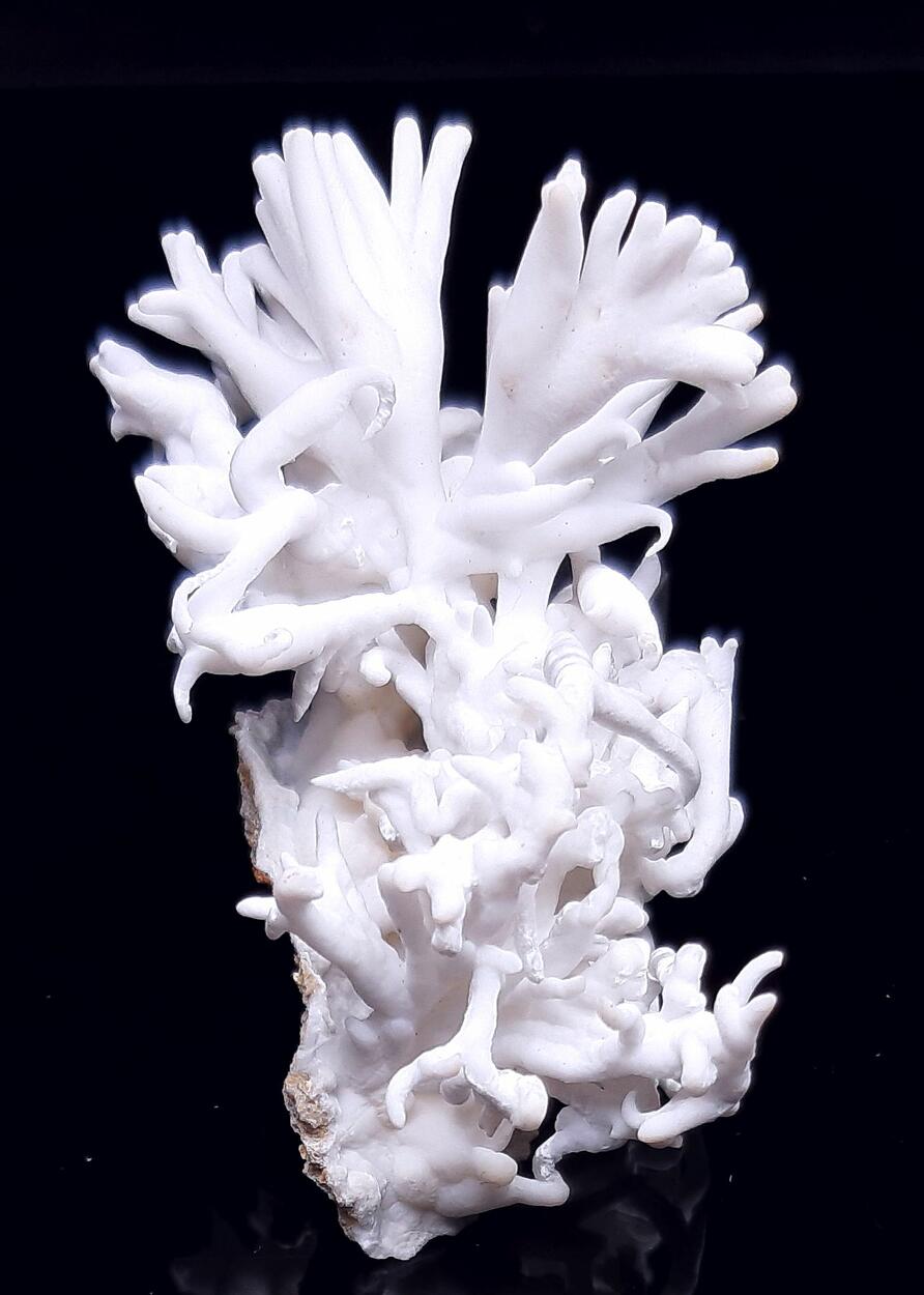 Flos Ferri & Calcite & Aragonite