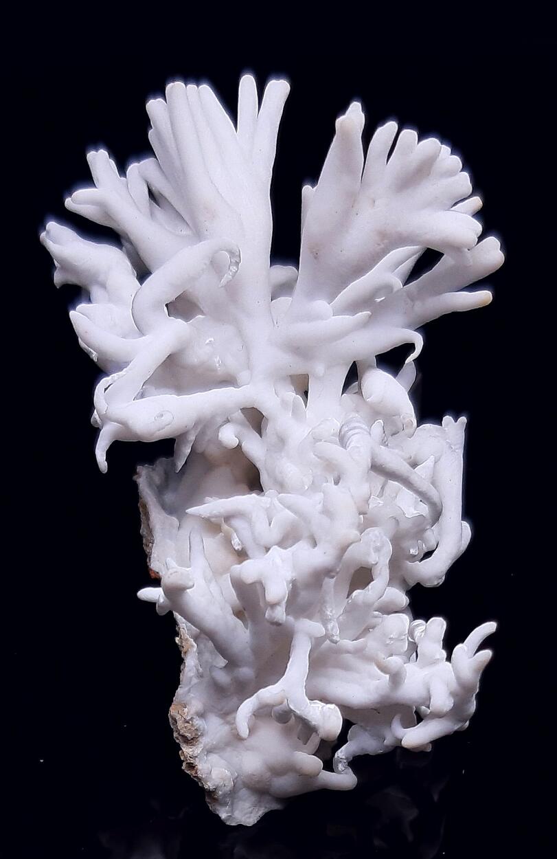 Flos Ferri & Calcite & Aragonite