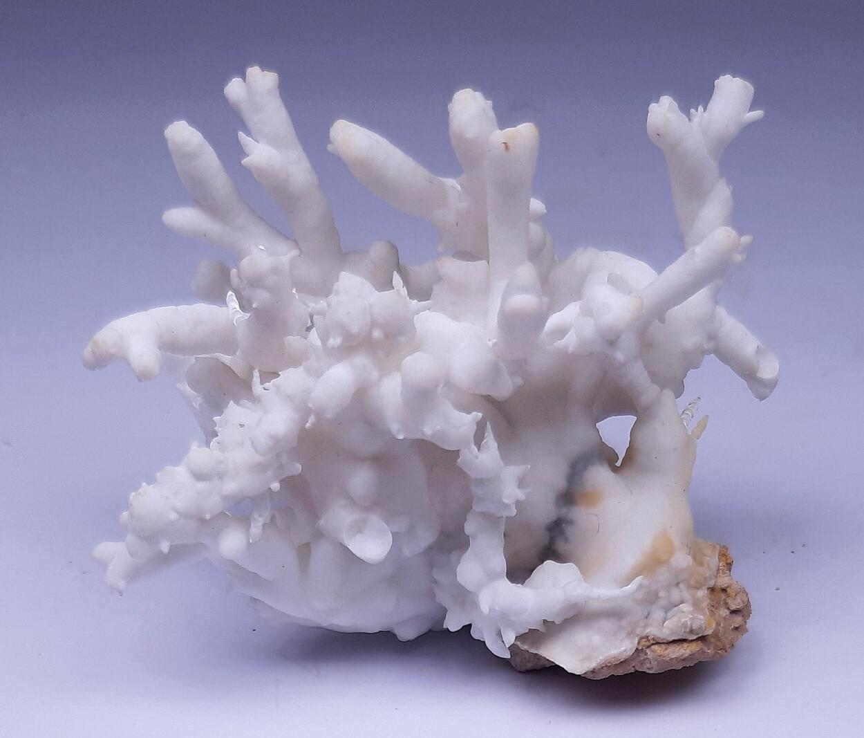 Flos Ferri & Calcite & Aragonite