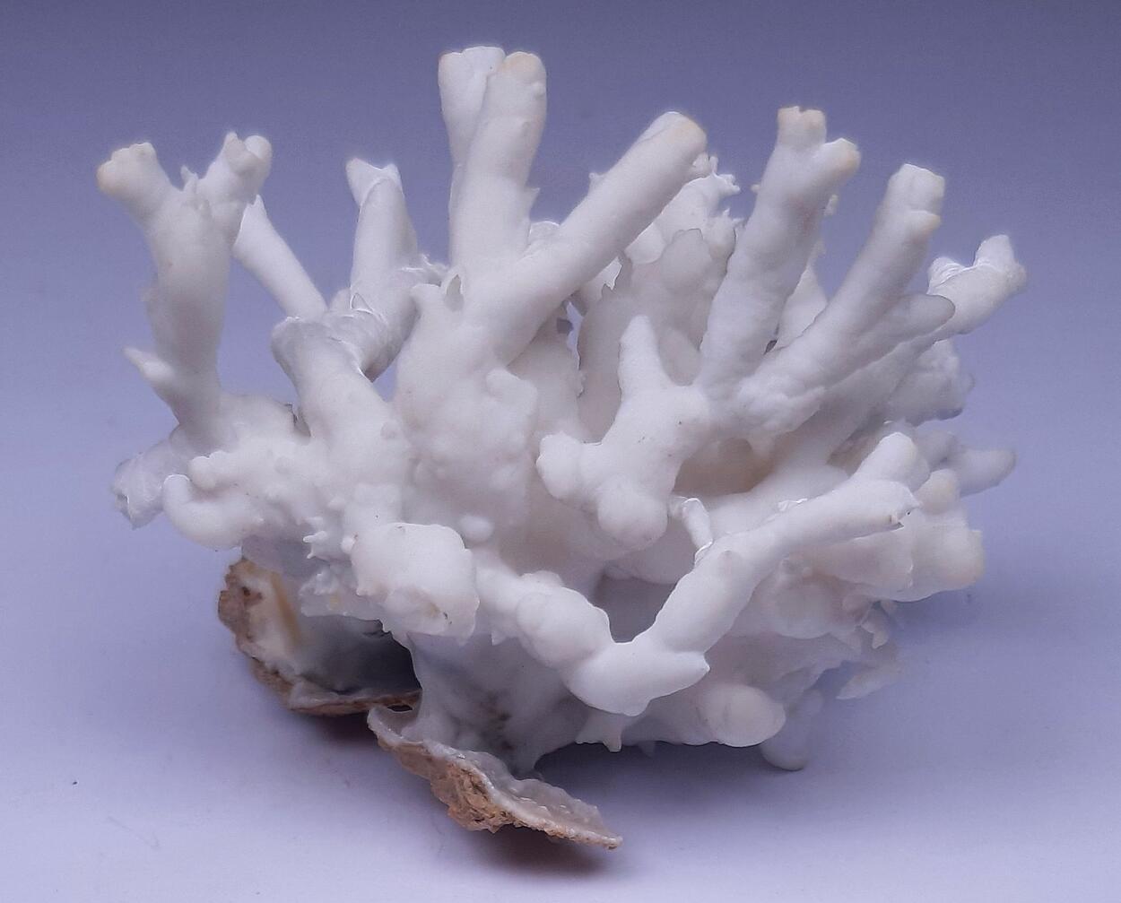 Flos Ferri & Calcite & Aragonite