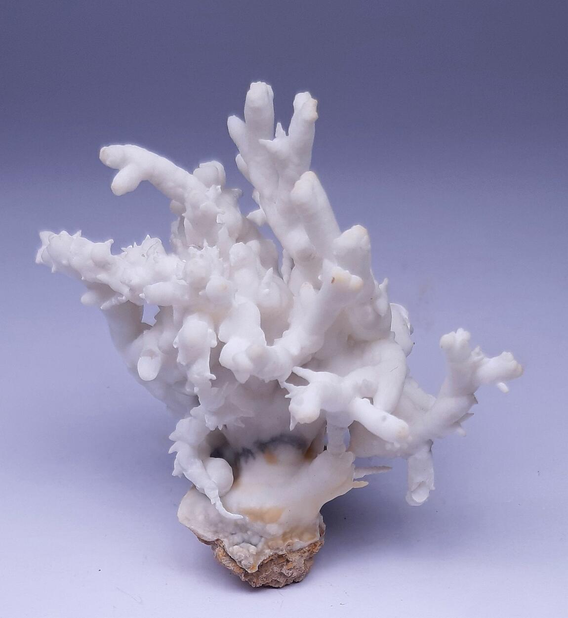 Flos Ferri & Calcite & Aragonite