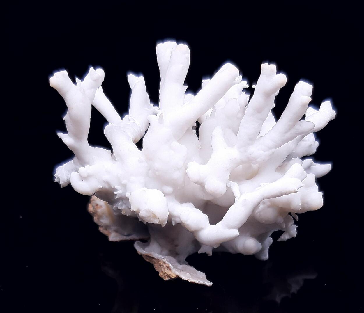 Flos Ferri & Calcite & Aragonite