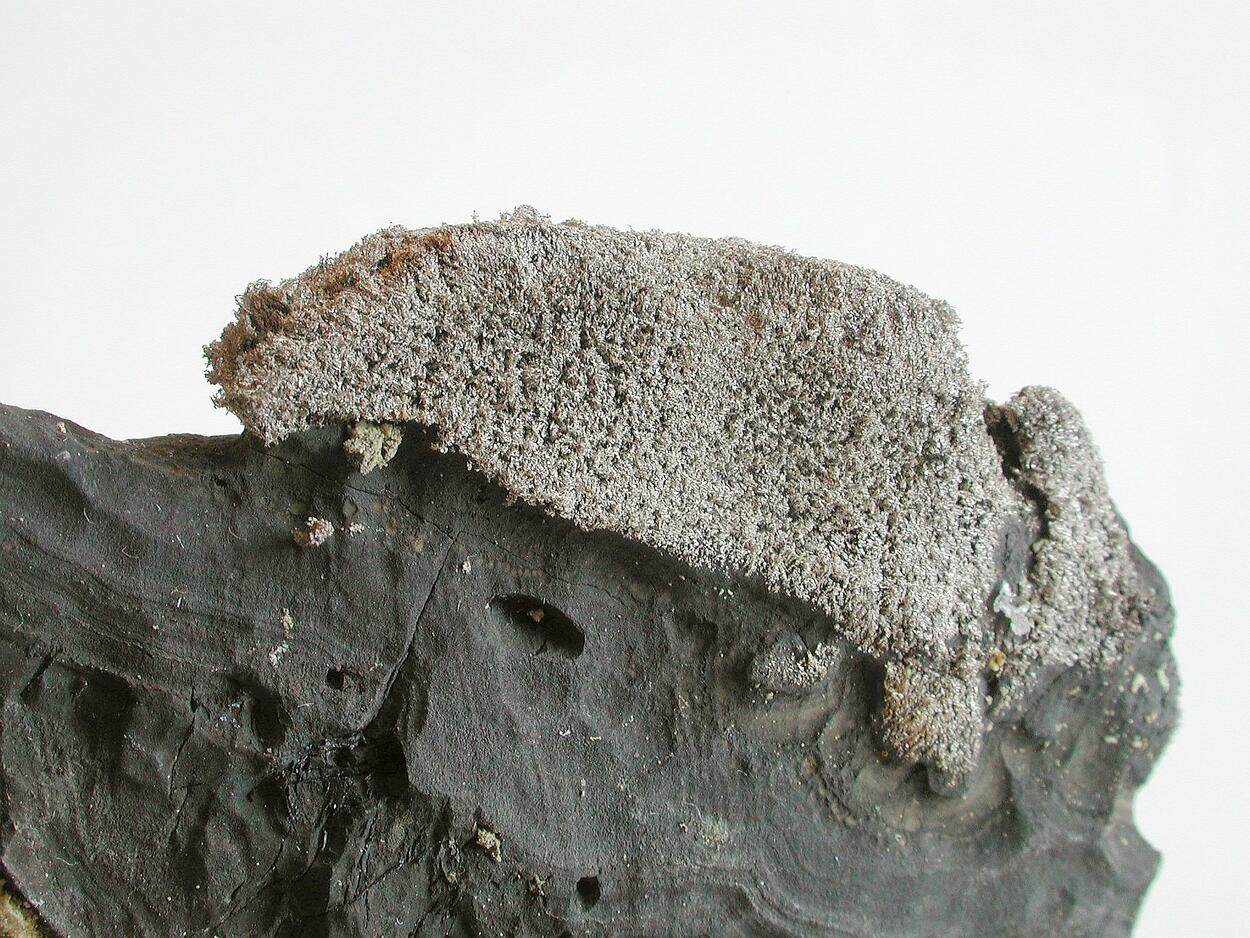 Native Silver On Native Arsenic