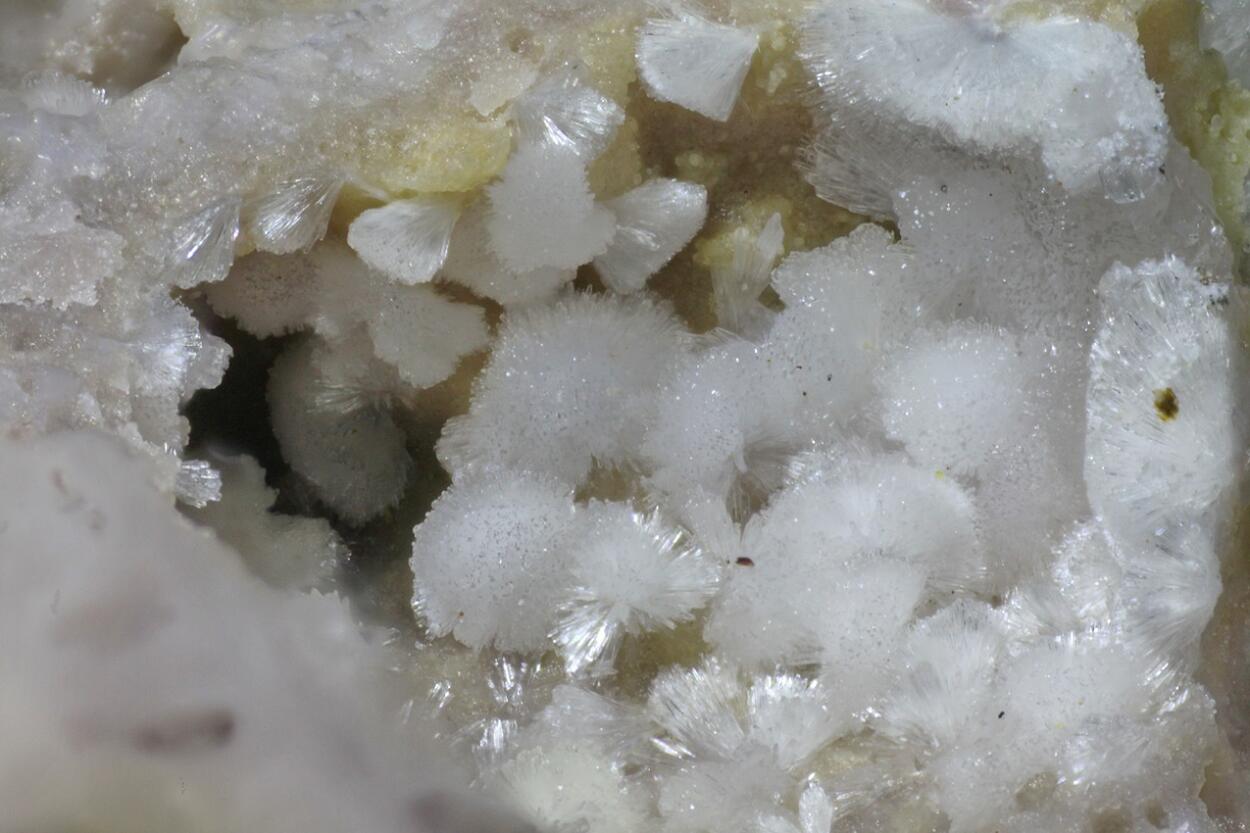 Carbonate-rich Hydroxylapatite