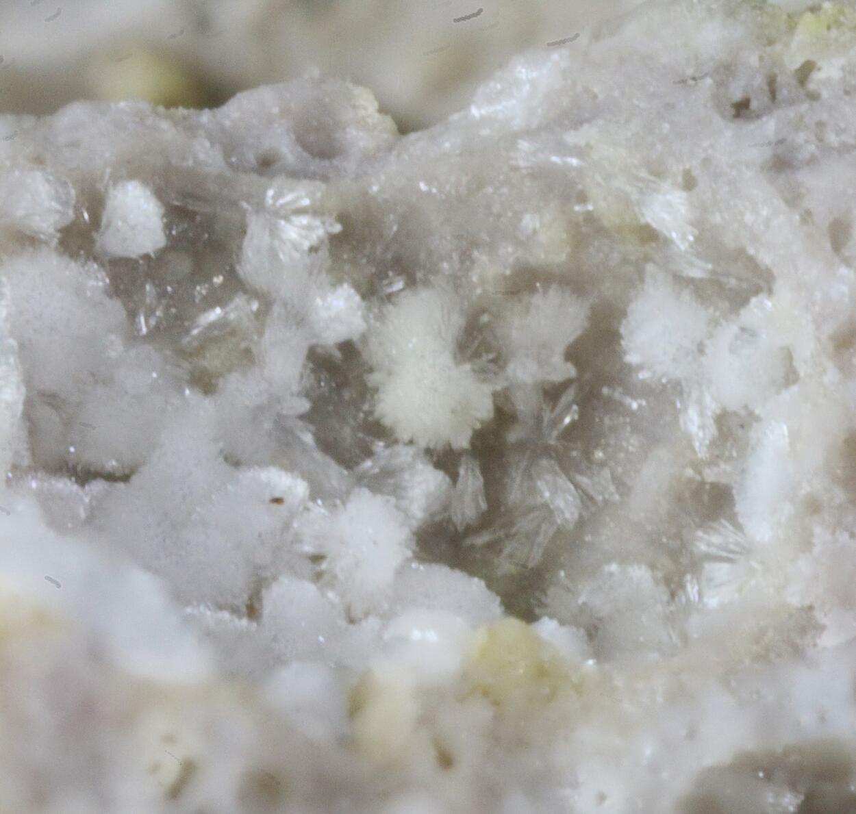 Carbonate-rich Hydroxylapatite