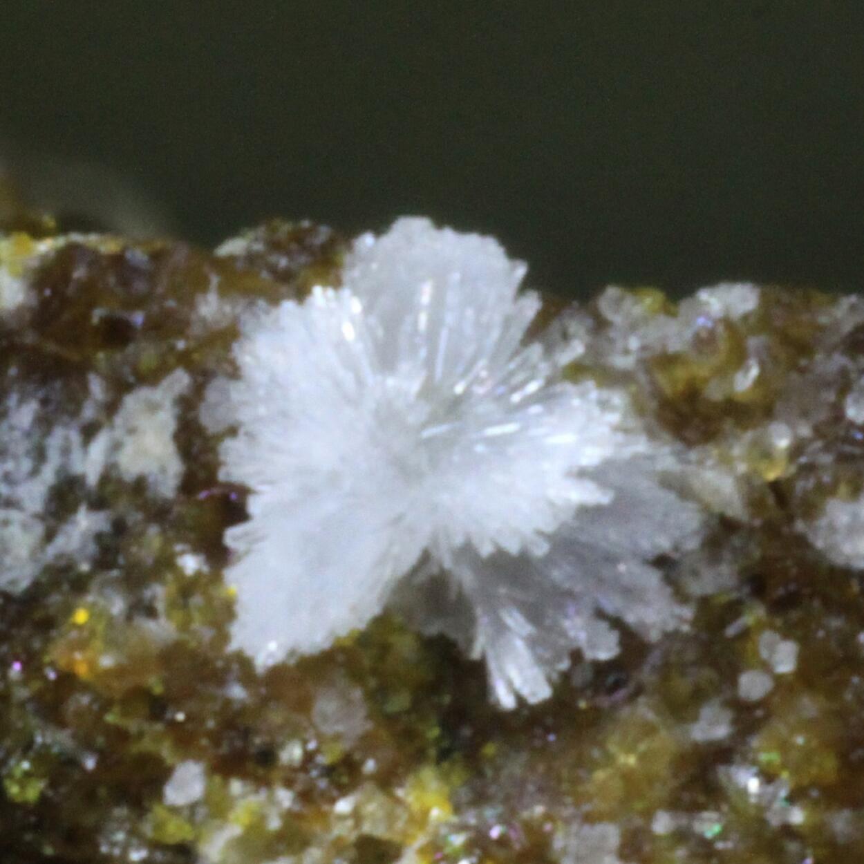 Carbonate-rich Hydroxylapatite