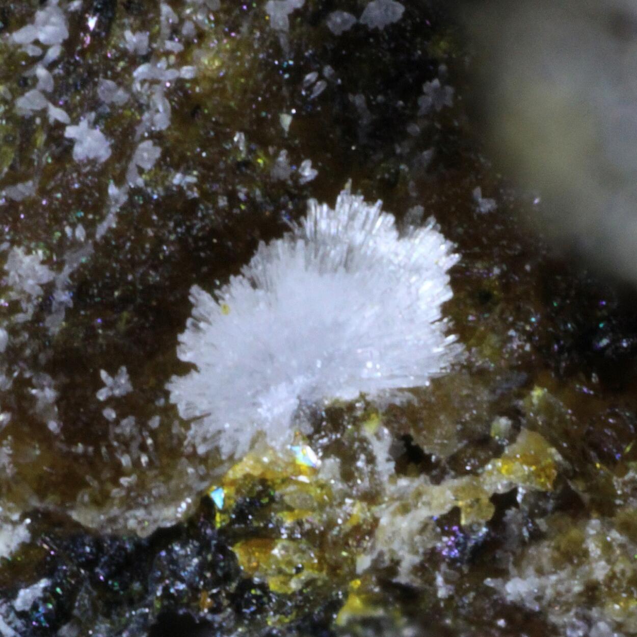 Carbonate-rich Hydroxylapatite