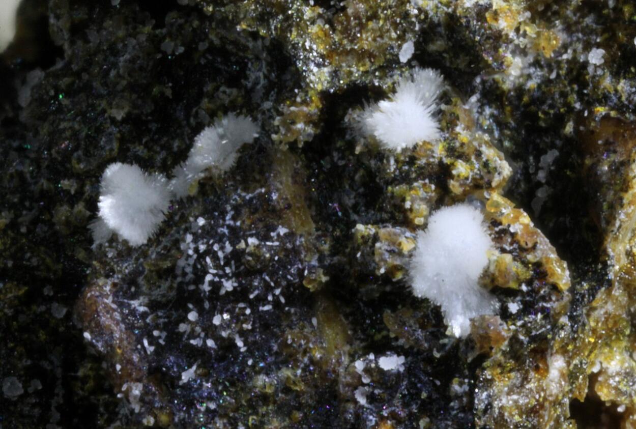 Carbonate-rich Hydroxylapatite