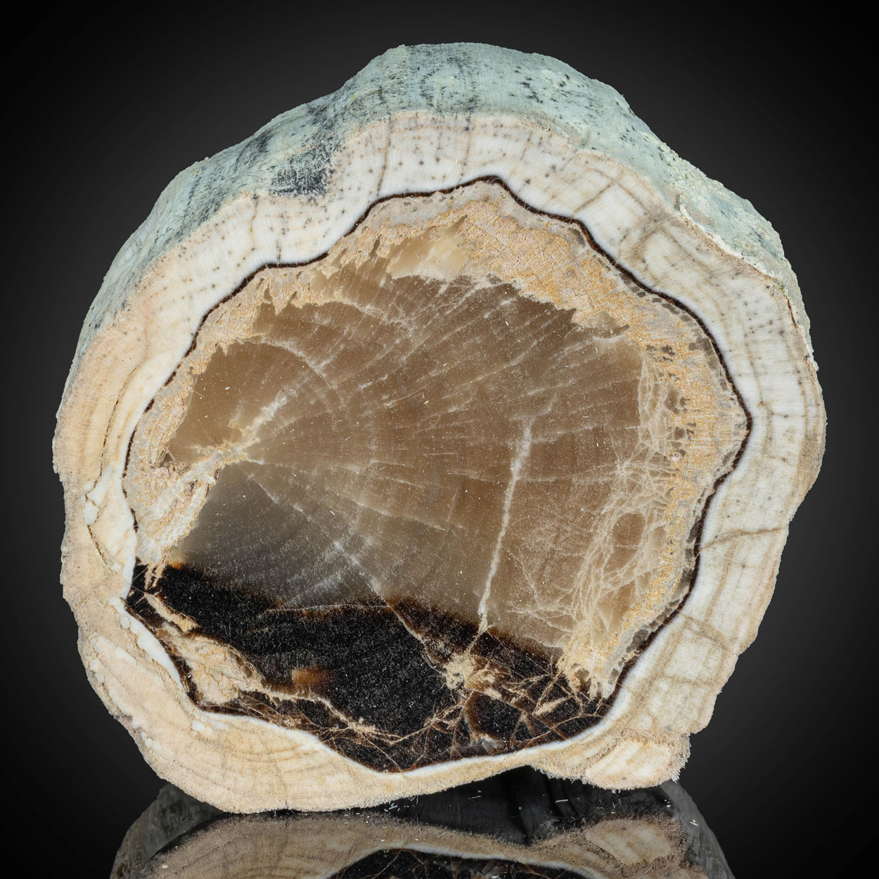 Petrified Wood