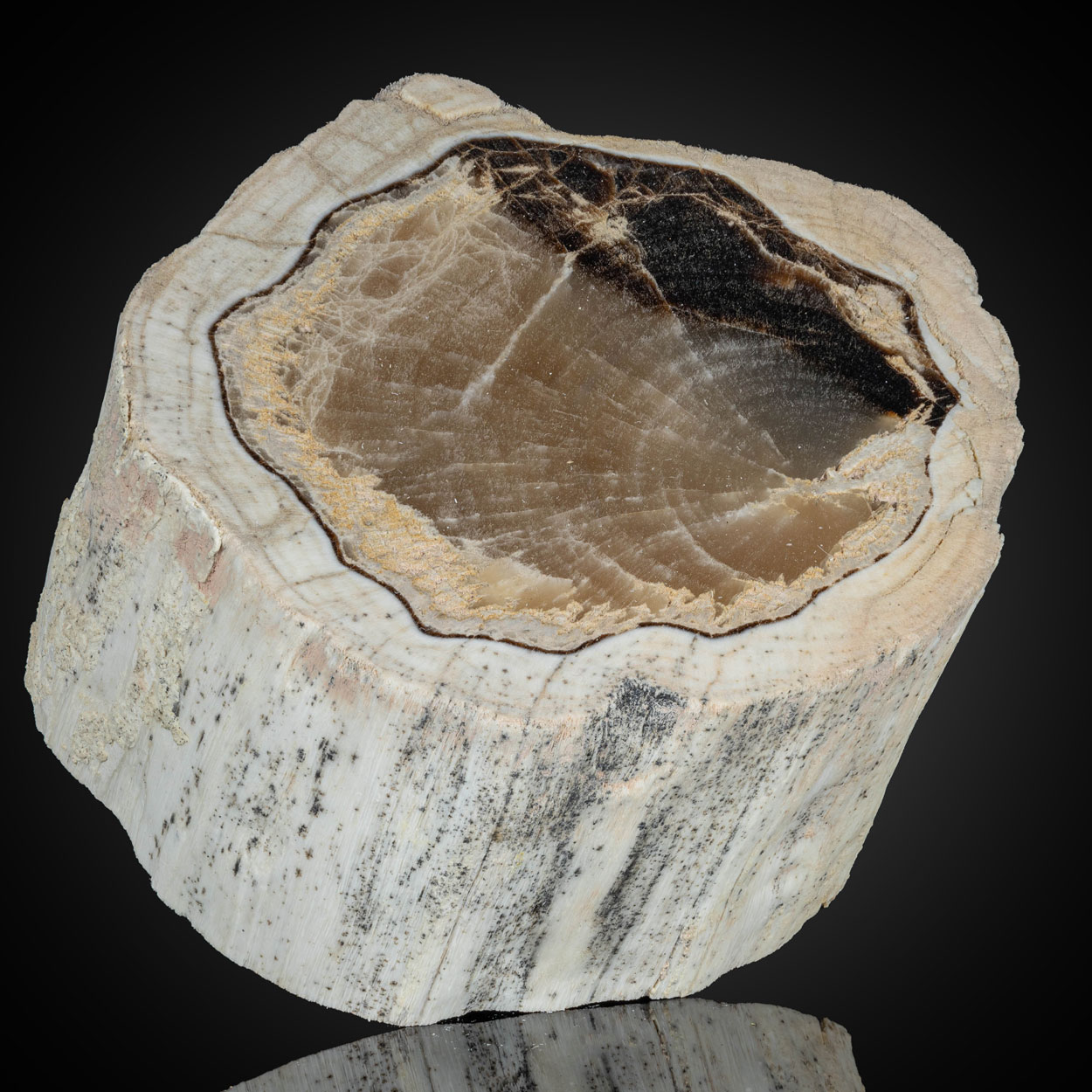 Petrified Wood