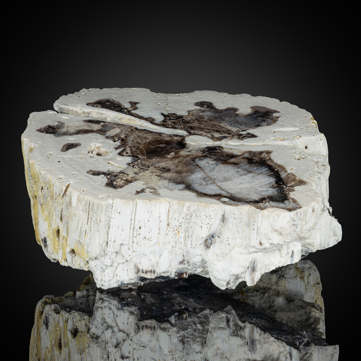 Petrified Wood