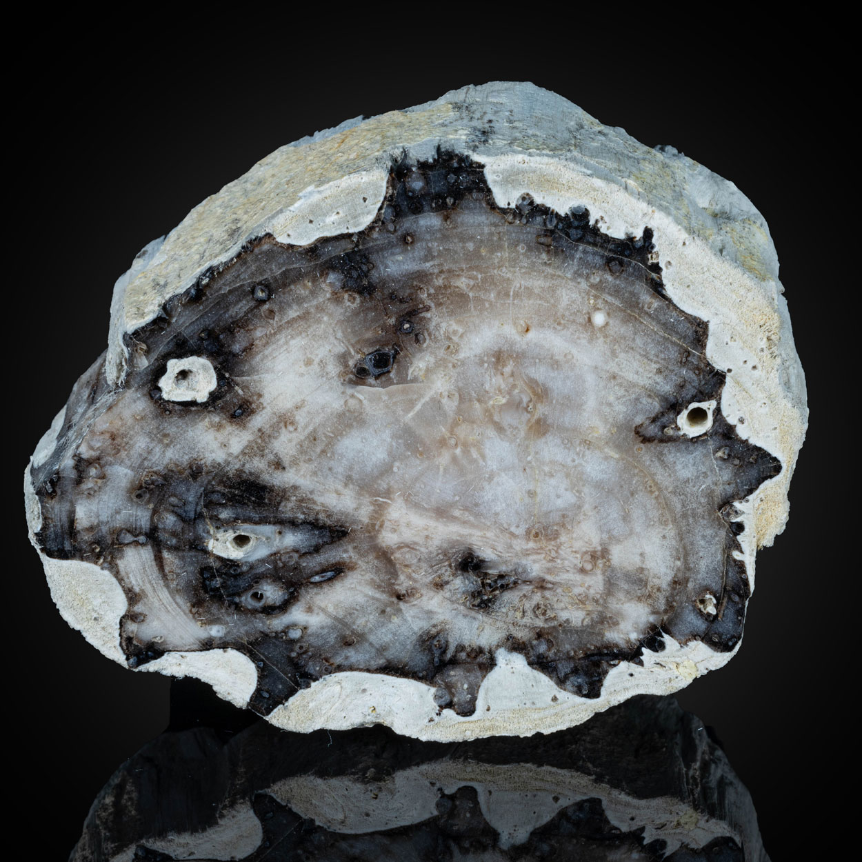 Petrified Wood