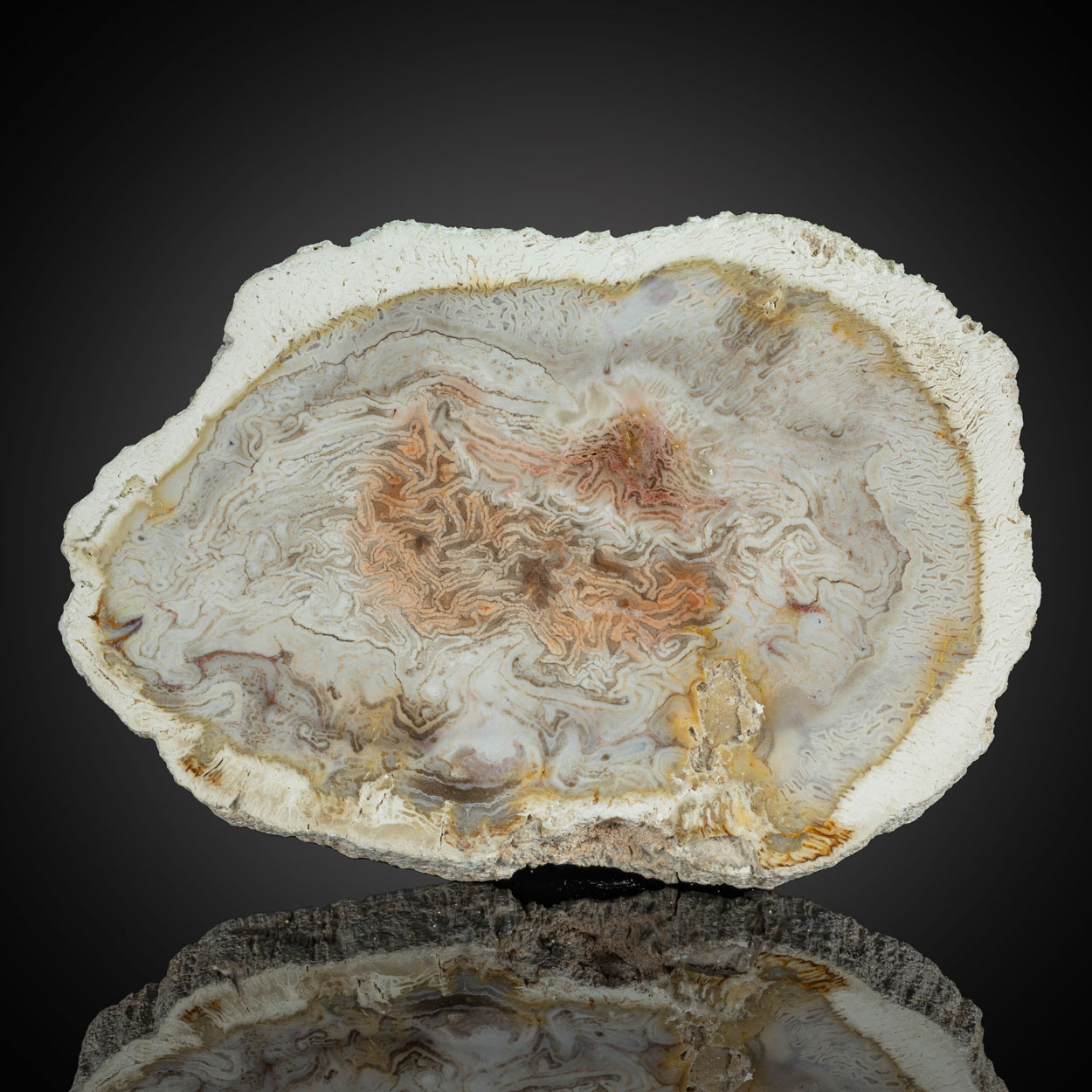 Petrified Wood
