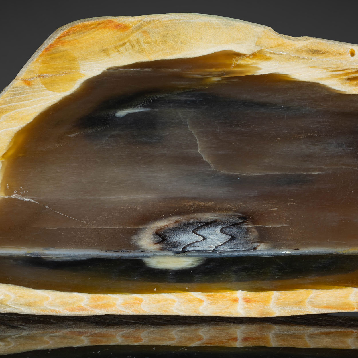 Petrified Wood