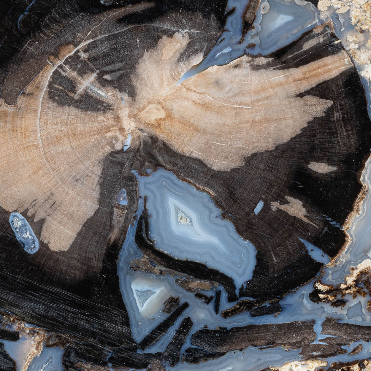 Petrified Wood