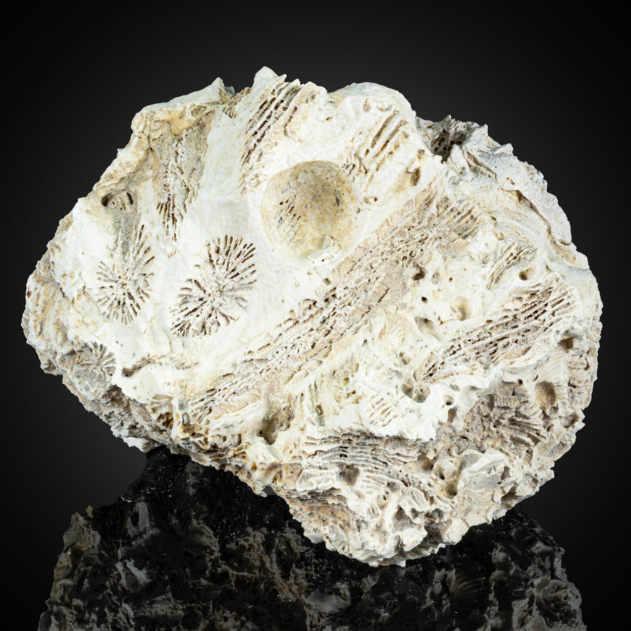 Fossil Coral