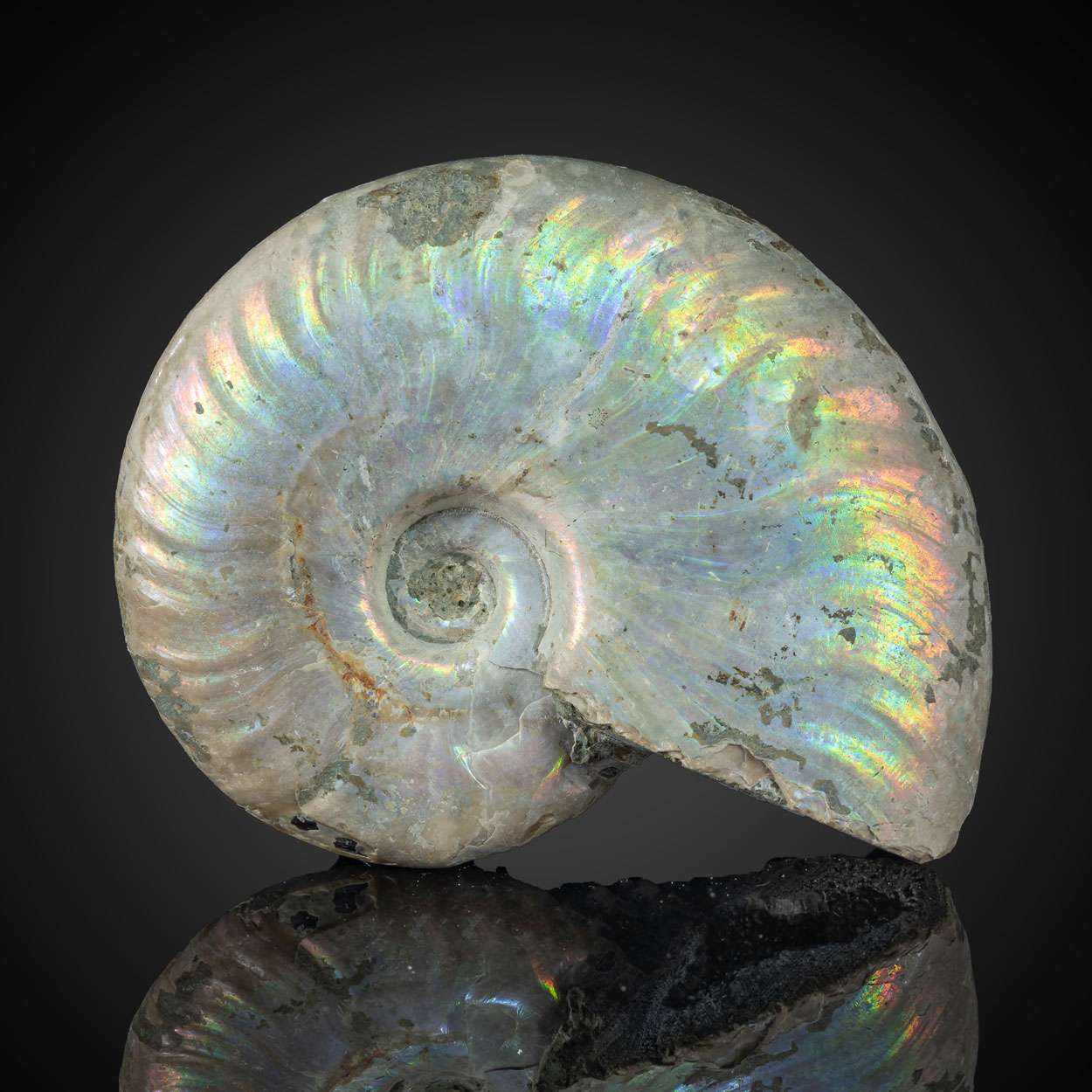 Fossil Ammonite
