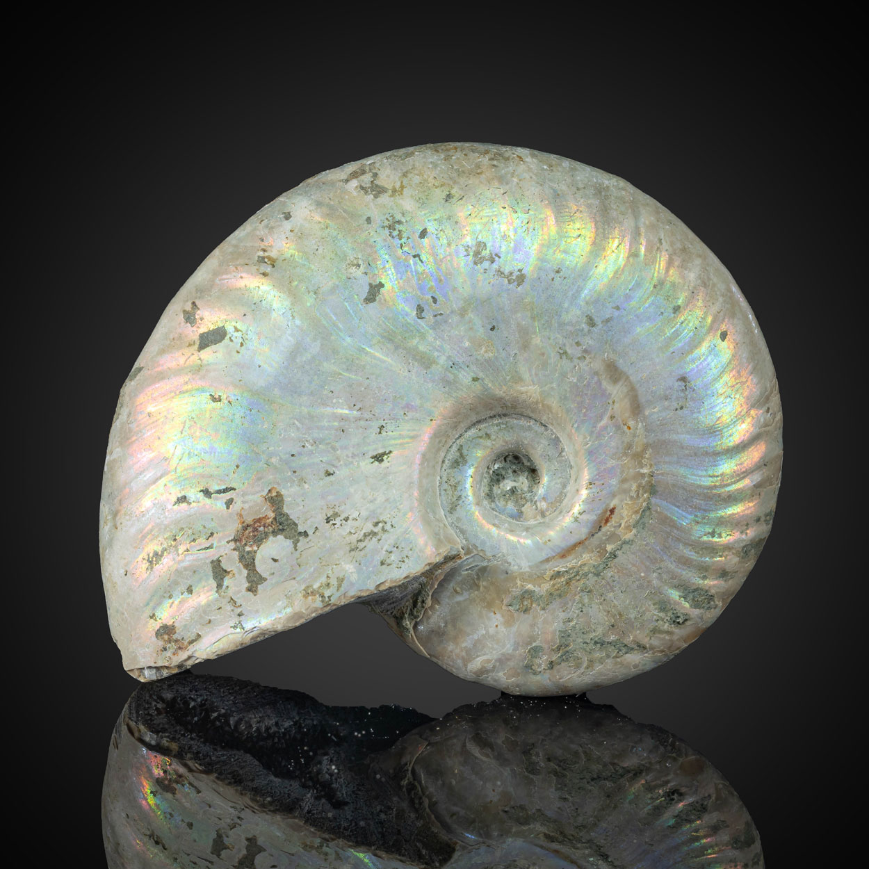 Fossil Ammonite