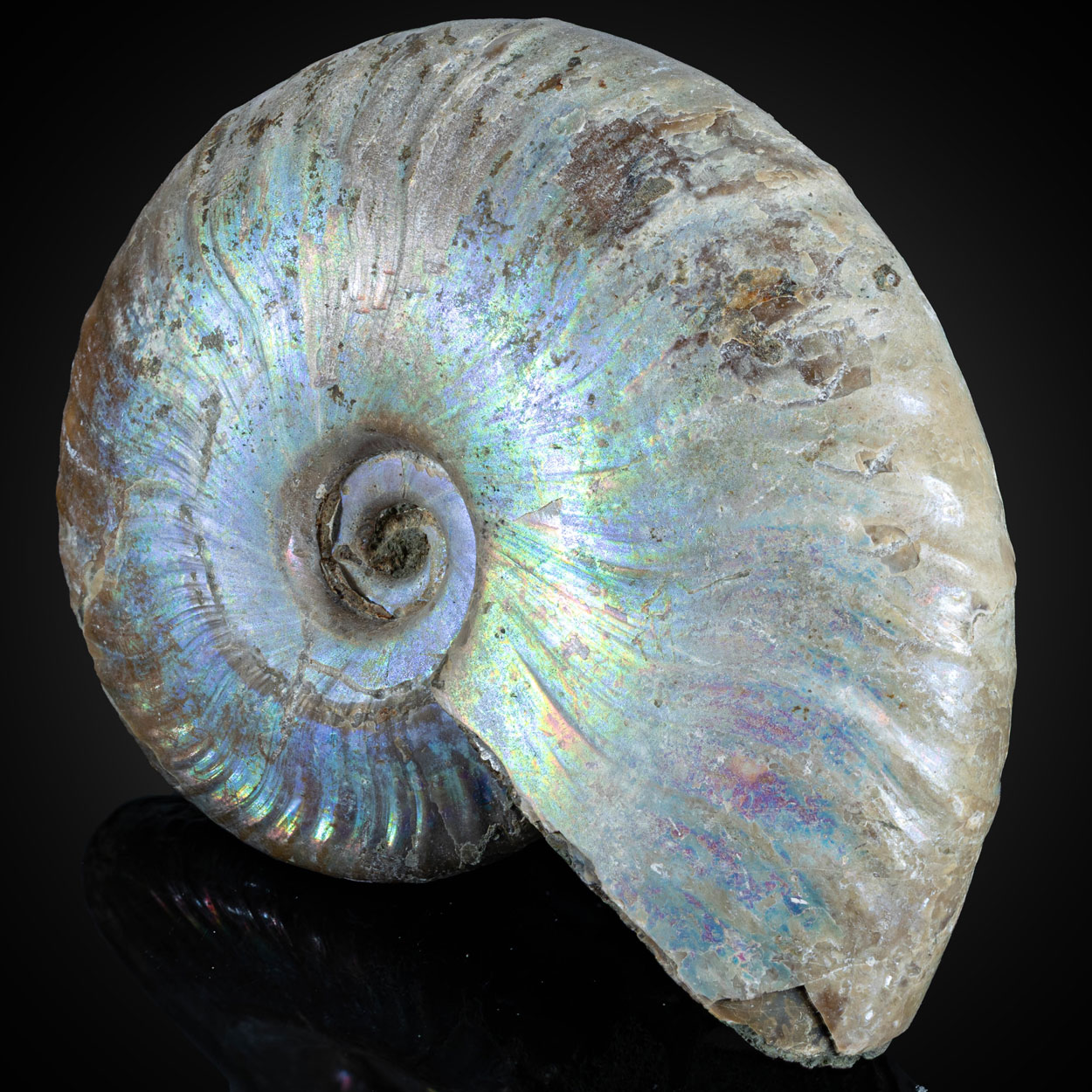 Fossil Ammonite