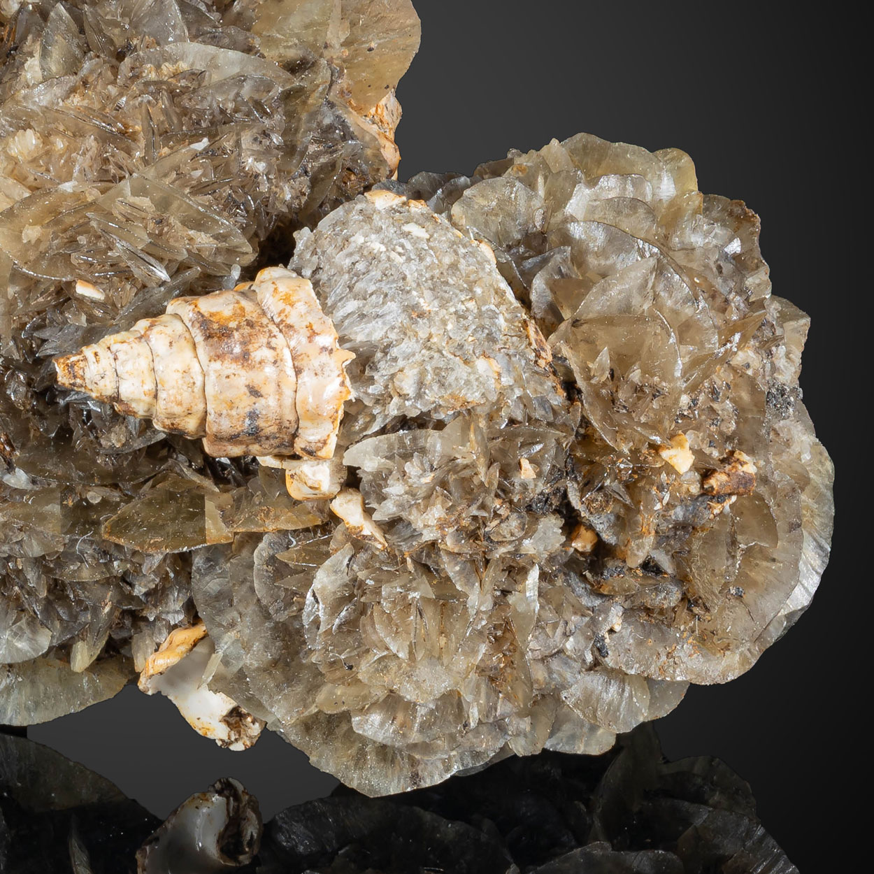 Gypsum & Fossil