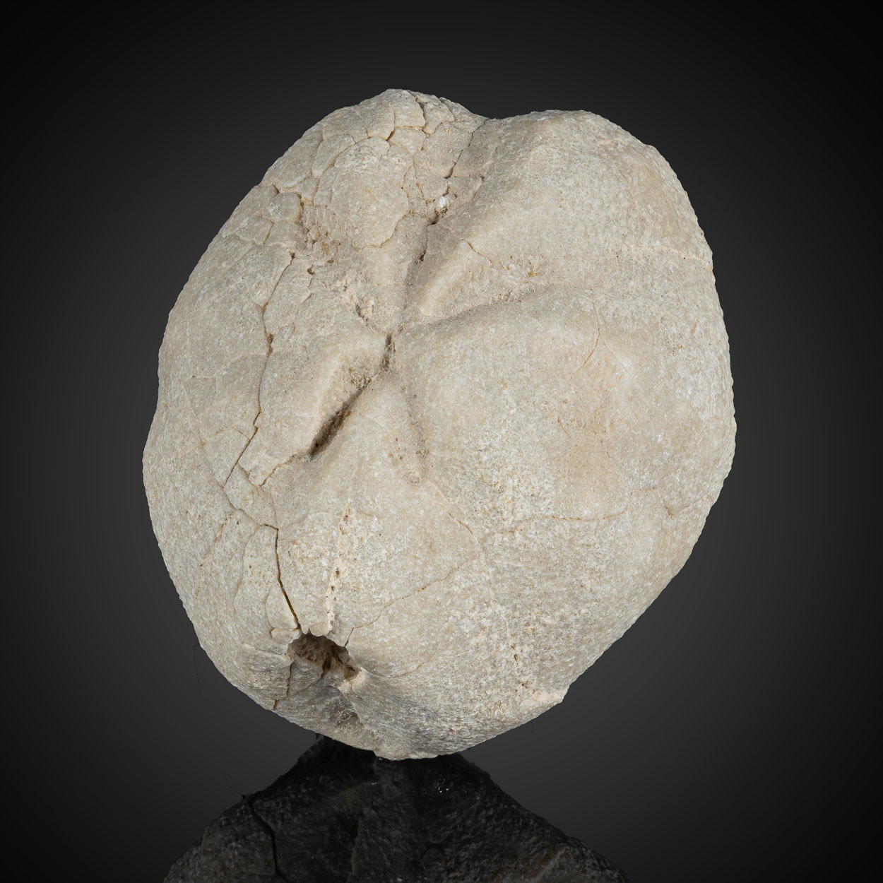 Fossil Sea Urchin