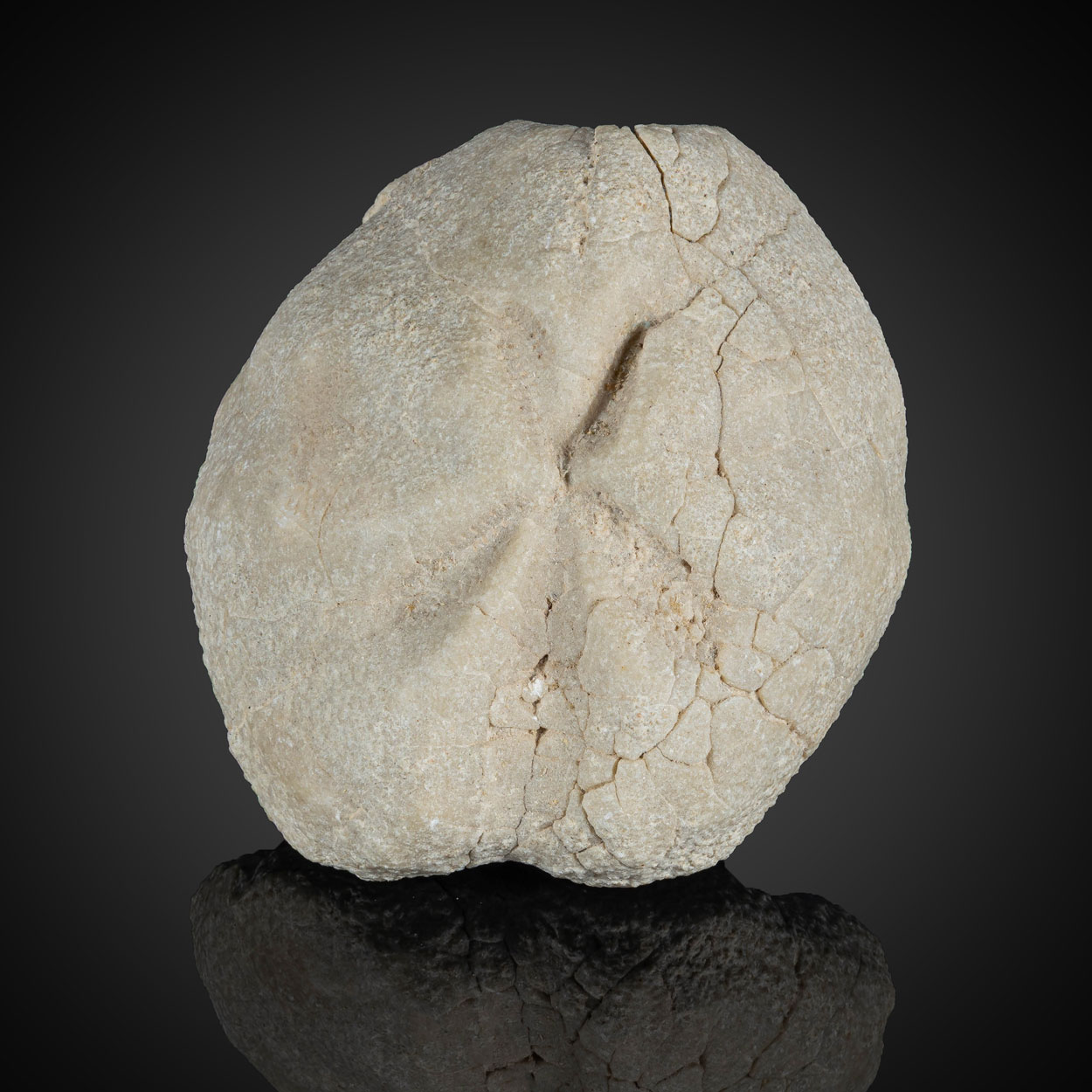 Fossil Sea Urchin