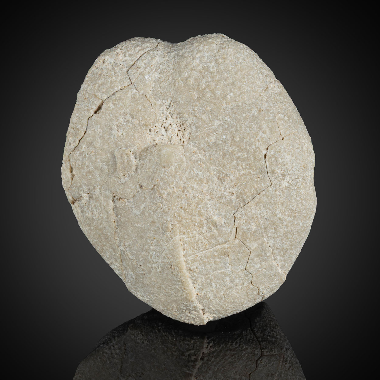 Fossil Sea Urchin