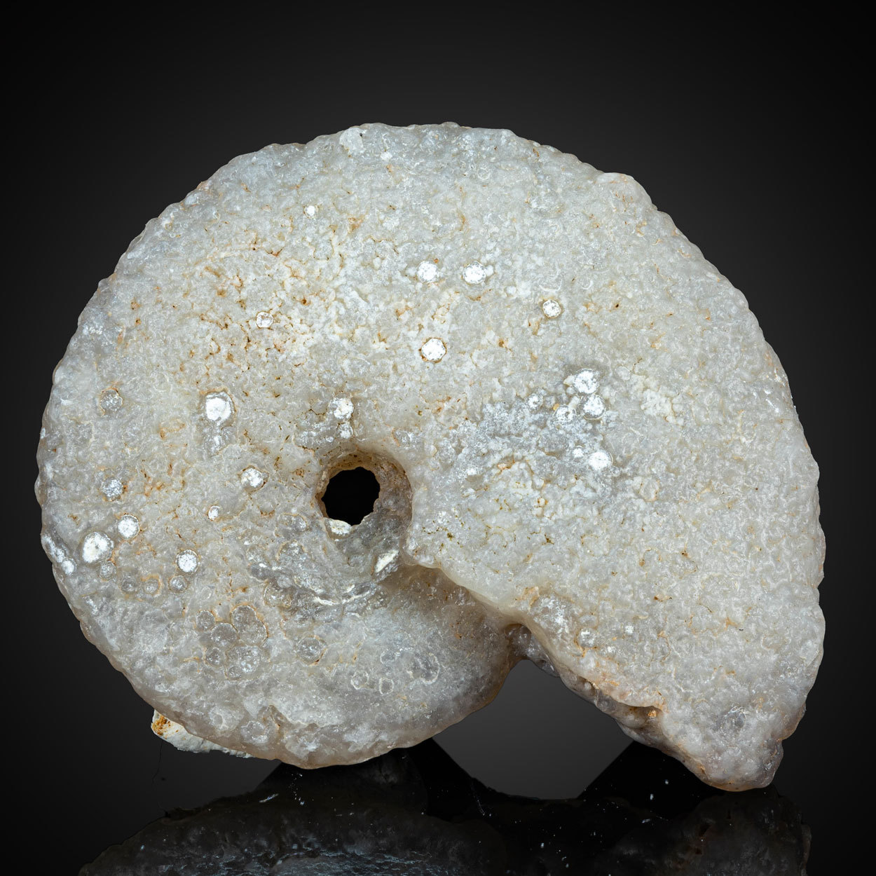 Chalcedony Psm Fossil