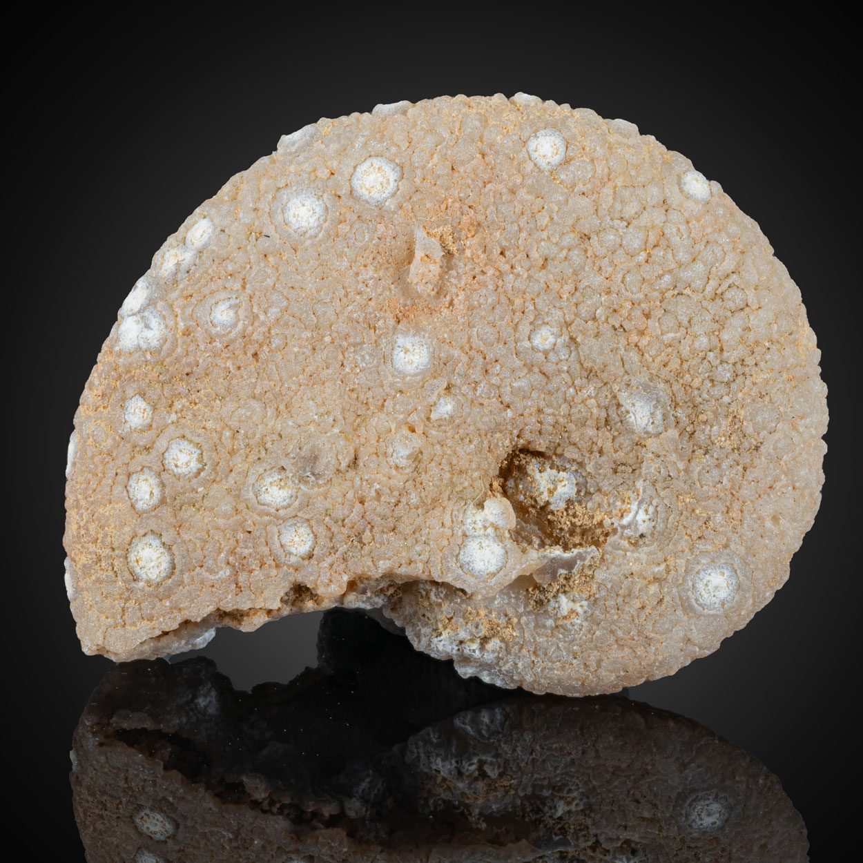 Chalcedony Psm Fossil