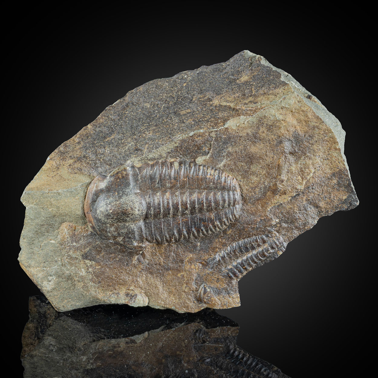 Fossil Trilobite