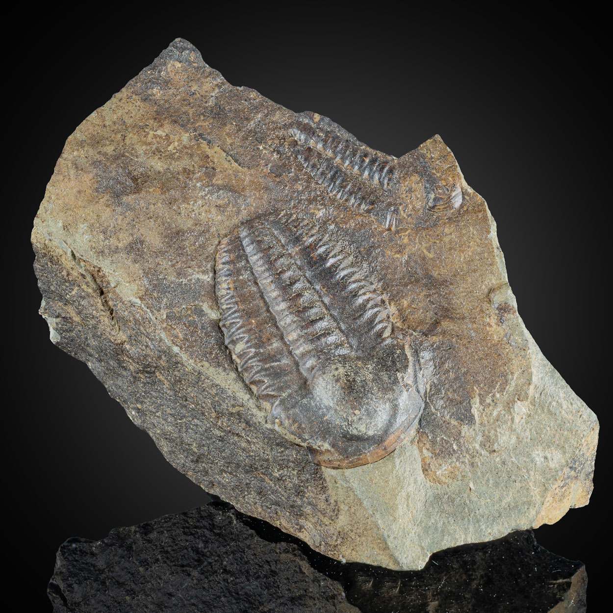 Fossil Trilobite